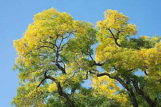 植物虫害|白蜡树钻心虫防治方法