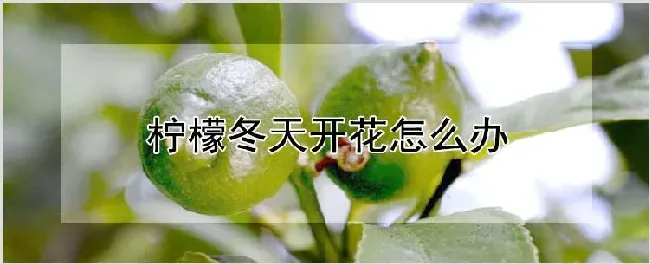 柠檬冬天开花怎么办 | 农业技术