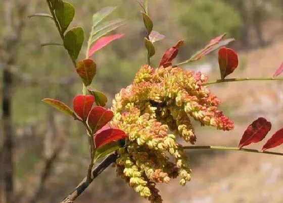 开花时间|清香木什么时候开花