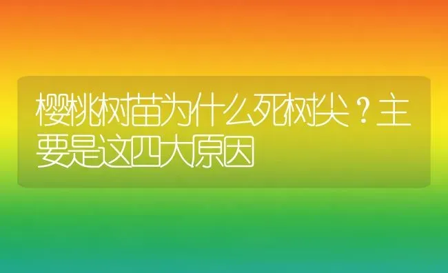 樱桃树苗为什么死树尖？主要是这四大原因 | 瓜果种植