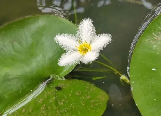 植物招财|家里养一叶莲吉利吗 家里种一叶莲对风水好吗