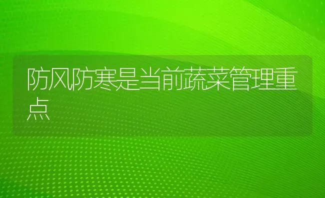 防风防寒是当前蔬菜管理重点 | 蔬菜种植