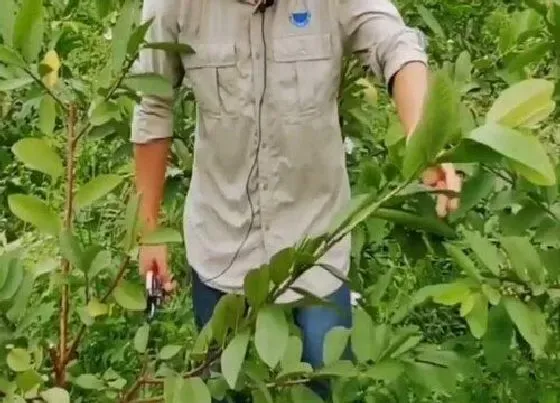 植物修剪|番石榴怎么修剪方法