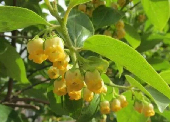 植物百科|柿子会开花吗 在什么季节开花