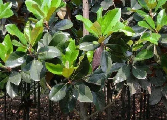 绿植|坟地适合种什么植物 5种最适合墓地周围栽种的树