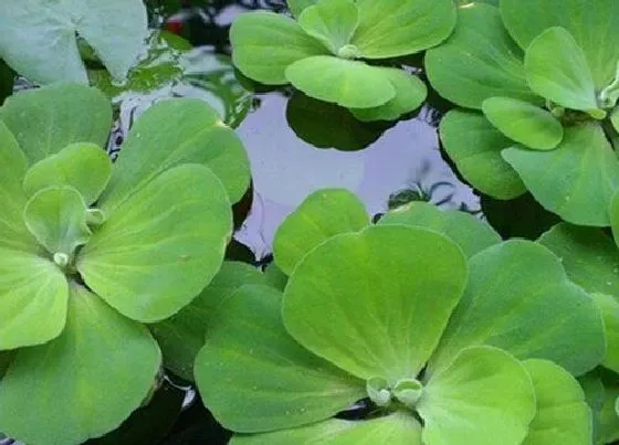 摆放常识|鱼缸上面放什么植物好 适合摆放植物
