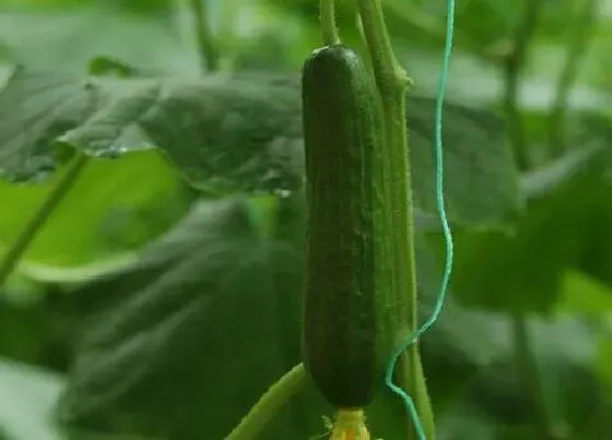 植物施肥|黄瓜的需肥规律特点和施肥技术，生长期施什么肥长得多）
