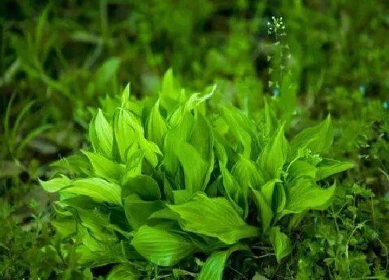 植物百科|海草是什么植物类别