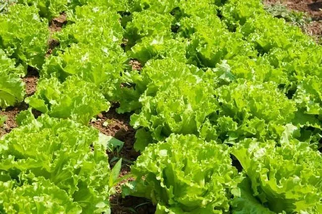 植物施肥|生菜追肥用什么肥料见效快，种生菜用什么肥料冲施最好）