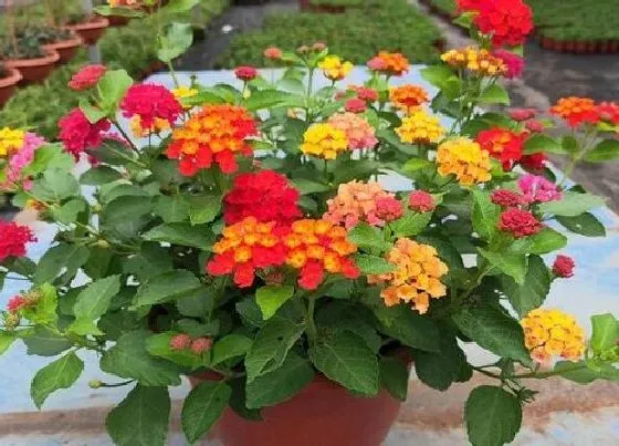 植物修剪|五色梅怎么修剪方法