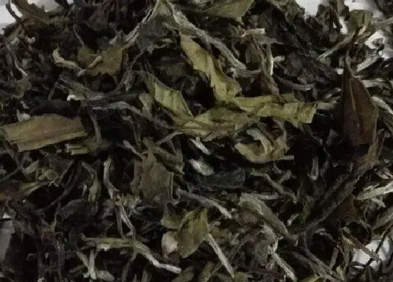 食用常识|老白茶属于什么茶系列 老白茶正确泡茶步骤与泡法