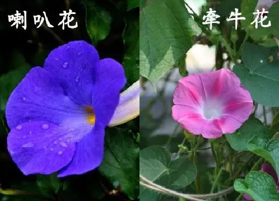 植物种类|喇叭花和牵牛花是一种花吗