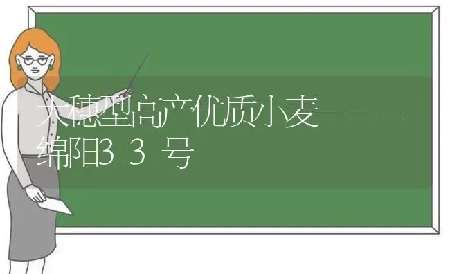 大穗型高产优质小麦---绵阳33号 | 粮油作物种植