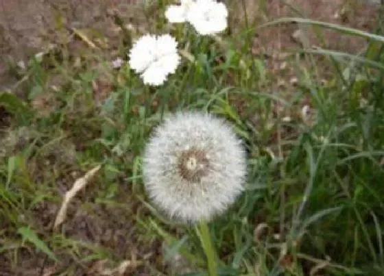 植物百科|蒲公英生长在什么地方