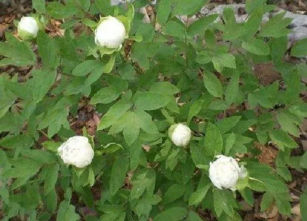 植物移栽|白芍花怎么分盆 分盆时间和方法