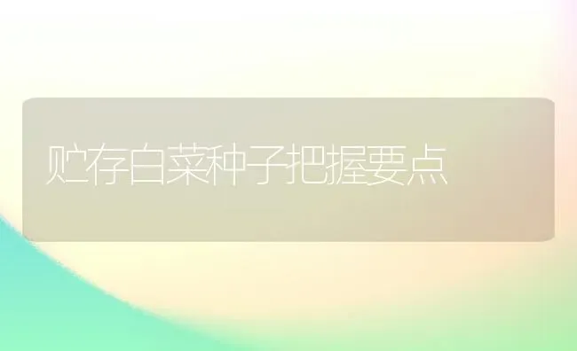 贮存白菜种子把握要点 | 蔬菜种植