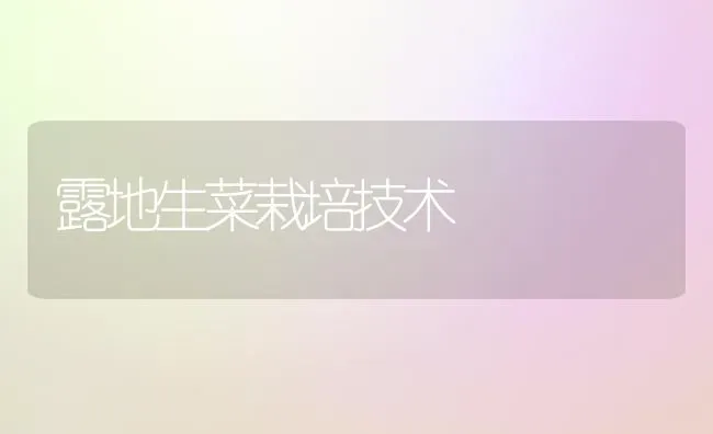 露地生菜栽培技术 | 蔬菜种植