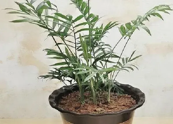 植物浇水|散尾葵水浇多了怎么办