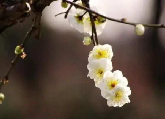 颜色花|梅花有什么颜色