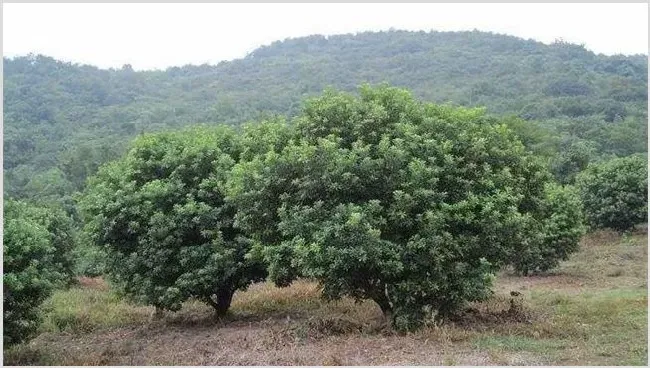 乌梅种植技术及注意事项 | 养殖技术