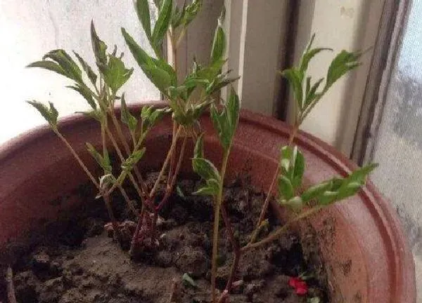 植物扦插|芍药几月份扦插最好