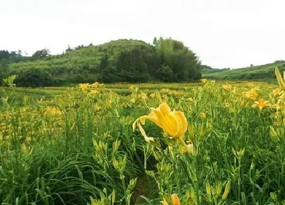 不开花|黄花菜为什么不开花