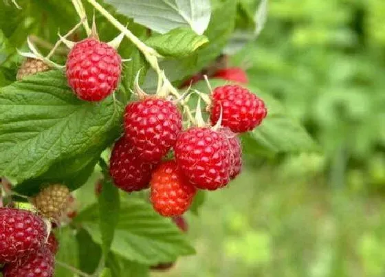 植物百科|树莓有籽吗