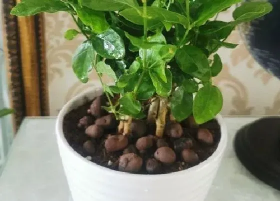 种植土壤|茉莉花怎么配土
