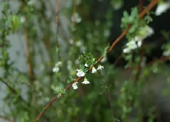 植物寓意|象征独立自由的植物有哪些