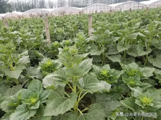 植物施肥|葵花追肥用什么肥好，葵花前期需要冲施什么肥料来吸收）