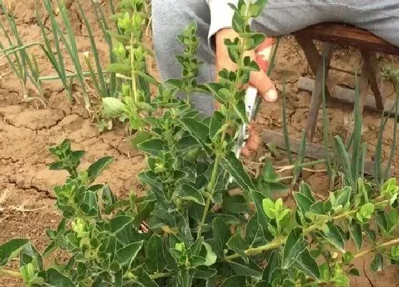 植物修剪|金银花什么时候剪枝合适