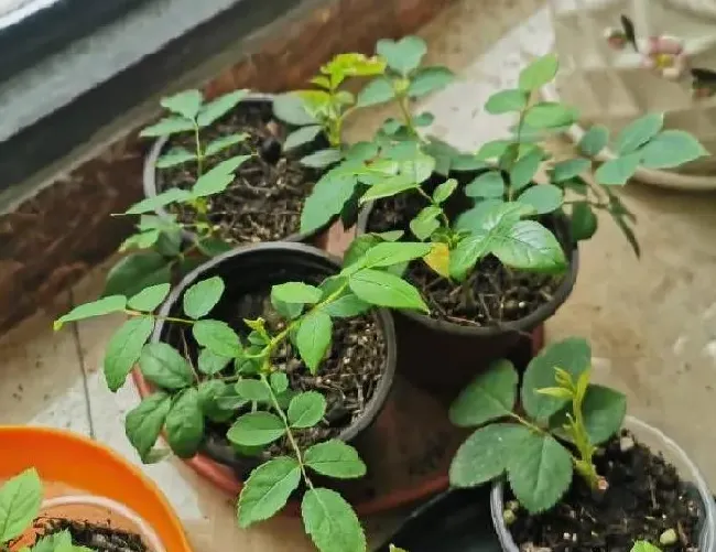 植物扦插|月季花扦插方法和注意事项（月季怎样扦插成活率高）