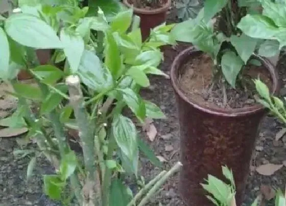 植物修剪|平安树什么时候剪枝合适