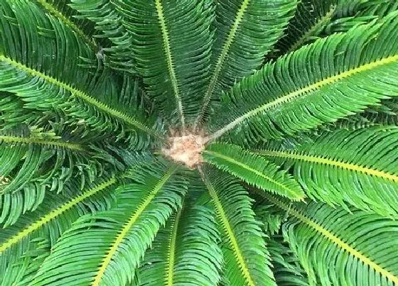 不开花|铁树为什么不开花