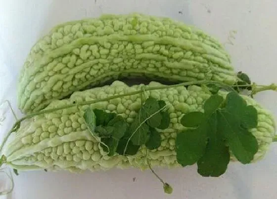 营养价值|苦瓜和什么不能一起吃  与什么同食相克