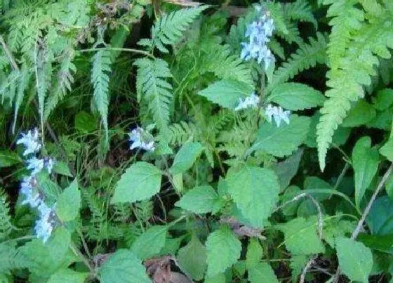 植物百科|溪黄草和溪黄茶区别