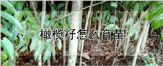 橄榄籽怎么育苗 | 种植资料