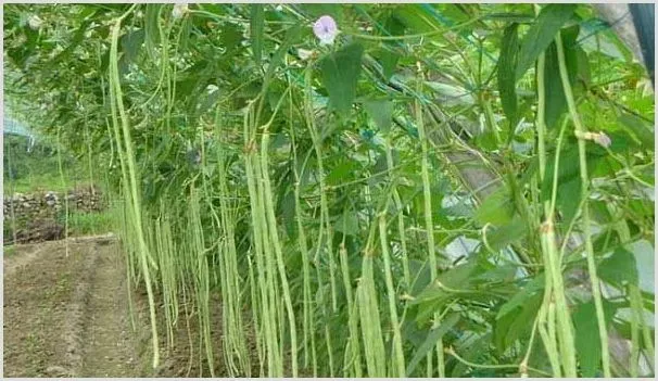 豆角栽培想高产，打尖方法很重要！ | 种植技术