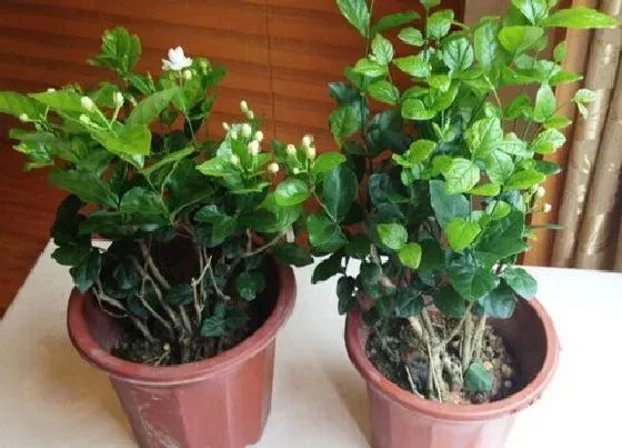 室内摆放|茉莉花室内可以养吗 在室内种植茉莉盆栽方法很重要