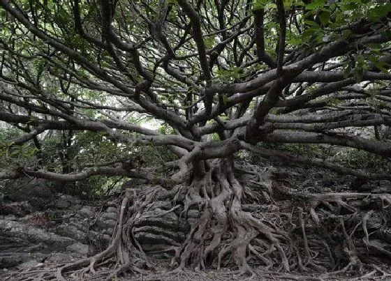 植物寓意|榕树代表什么象征意义