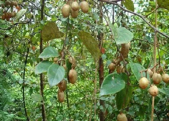 生长环境|弥猴桃生长环境条件及特点