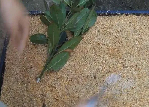 植物扦插|月月桂几月份扦插最好