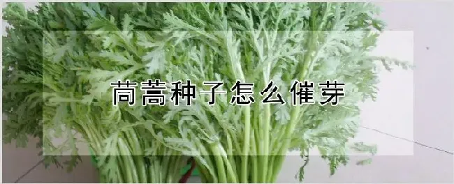 茼蒿种子怎么催芽 | 养殖技术