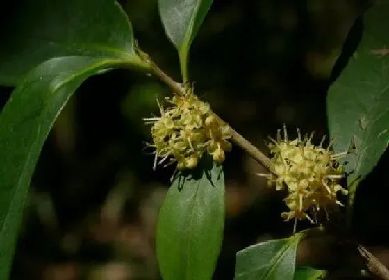 植物种类|榕叶冬青是保护植物吗