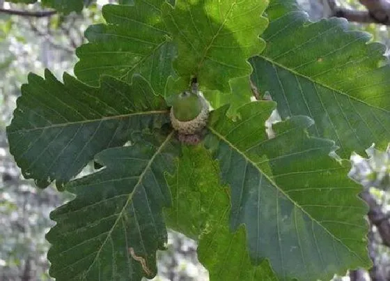 植物种类|榨树是什么树种 长什么样子