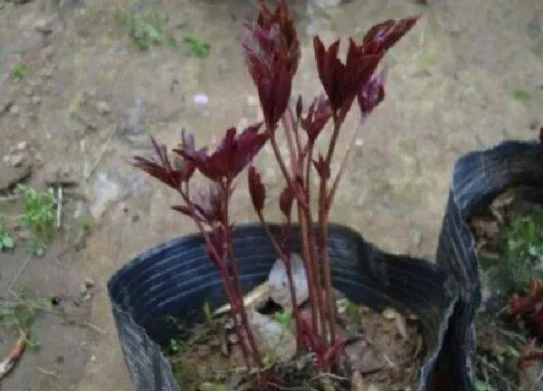 植物扦插|芍药几月份扦插最好