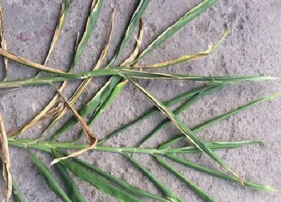 植物病害|生姜病毒病症状与防治方法