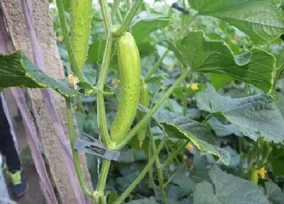 植物施肥|黄瓜的需肥规律特点和施肥技术，生长期施什么肥长得多）
