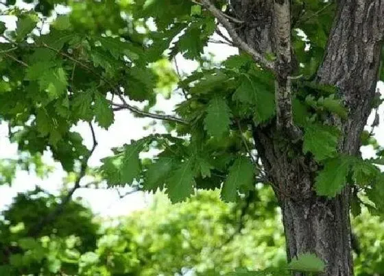 植物种类|榨树是什么树种 长什么样子