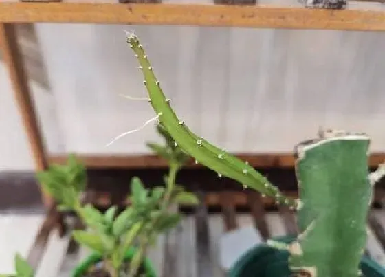 种植管理|火龙果摘心打顶时间与方法